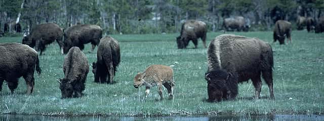 Small bison herd grazing grass by a creek.