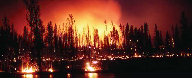 In the summer of 1988, scenes like this ground fire at the Madison River in Yellowstone National Park were alarmingly common. Deanna Marie Dulen, NPS photo. (detail)