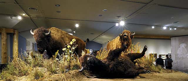 American bison. DRA.305.89