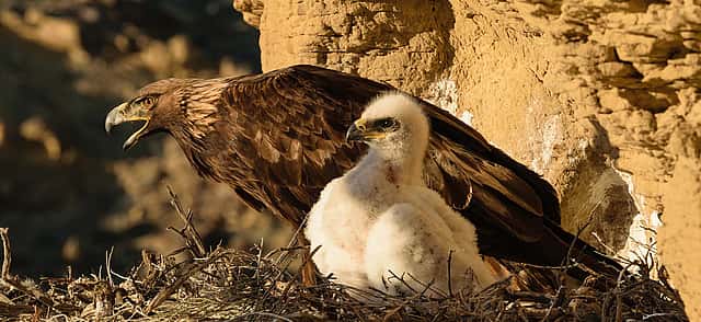 One parent and young nestling survey Rattlesnake Gulch, while a second nestling rests behind the parent. Moosejaw Bravo Photography.