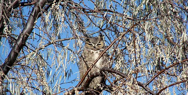 Great-horned Owl in a Russian Olive tree, eyes partially closed