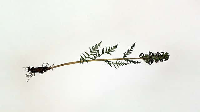 Flora of Wyoming specimen, Pedicularis bracteosa, 1994. DRA.701.2577