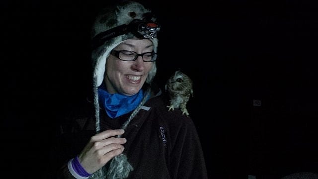 A Saw-whet owl perched on the shoulder of one of workers during a banding project. 