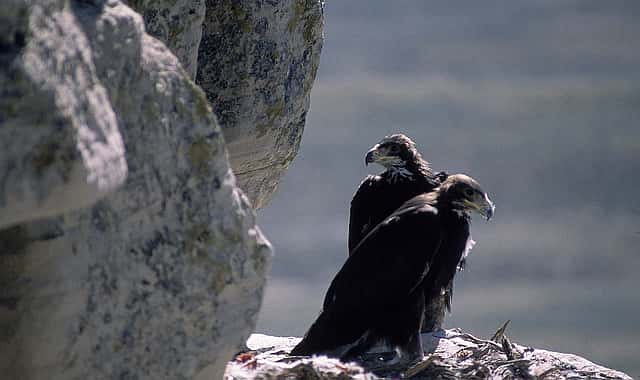 Color slide by Gabby Barrus. Two young golden eagles in cliffside nest. Gabby Barrus Slide Collection. Gift of the Barrus Family, Marj, Mick, Jim and Page Barrus. SL.301.16.39