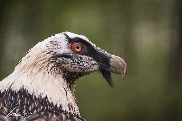 Bearded Vulture
