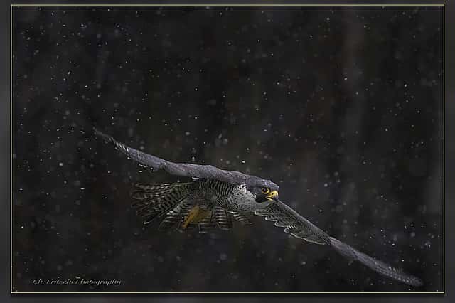 Peregrine Falcon in Flight