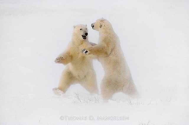 Polar Dance, 1989, Thomas D. Mangelsen