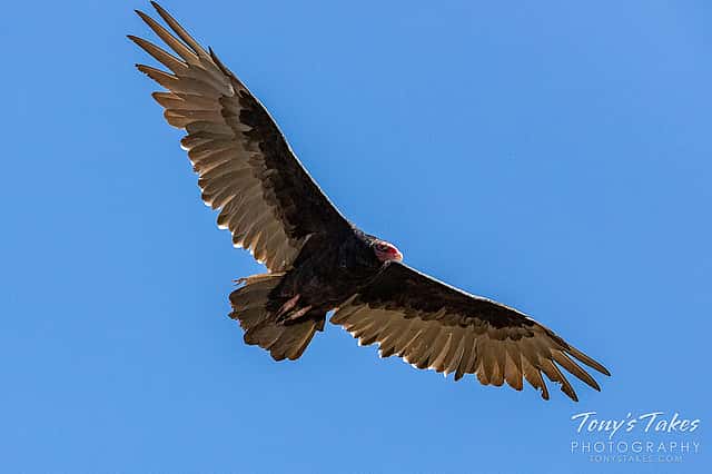 Turkey Vultures soar while hunting for carrion.