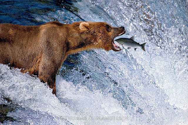 Catch of the Day, 1988, Thomas D. Mangelsen