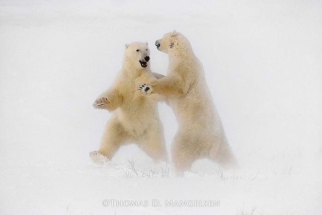 Polar Dance, 1989, Thomas D. Mangelsen