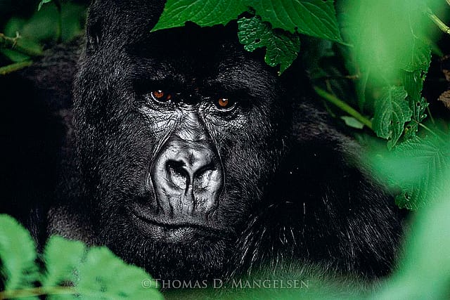 Gentle Giant - the Silverback, 2003, Thomas D. Mangelsen