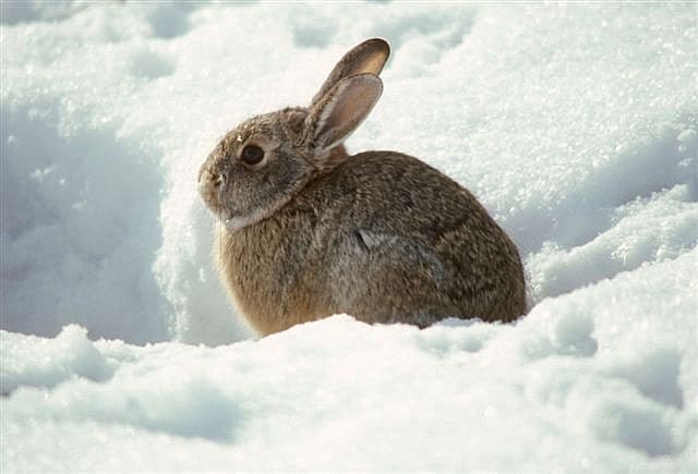 Cottontail rabbit