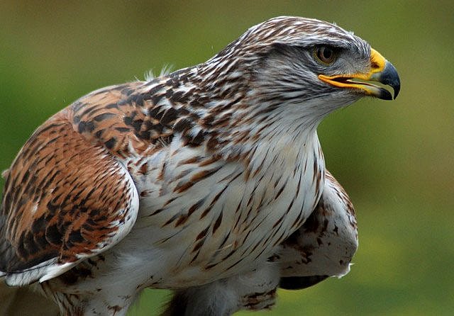 Ferruginous hawk. Weather Underground photo.