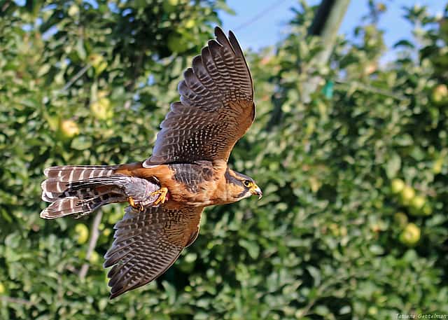 Aplomado Falcon Flying Through an Orchard