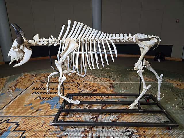 Articulated Bison in the Draper Natural History Museum
