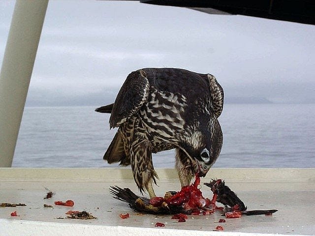 Immature peregrine falcon with its kill.