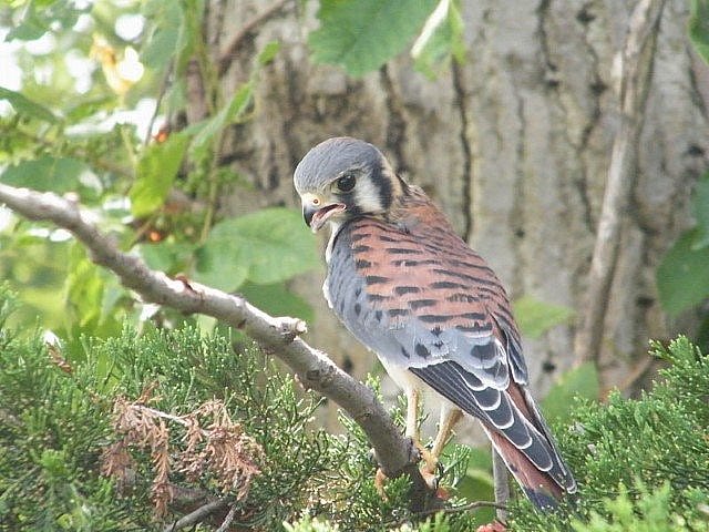 American kestrel scanning the ground for prey.