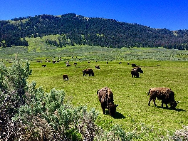 Herd of bison grazing in a lush green valley with rolling hills and dense forests in the background under a bright blue sky.