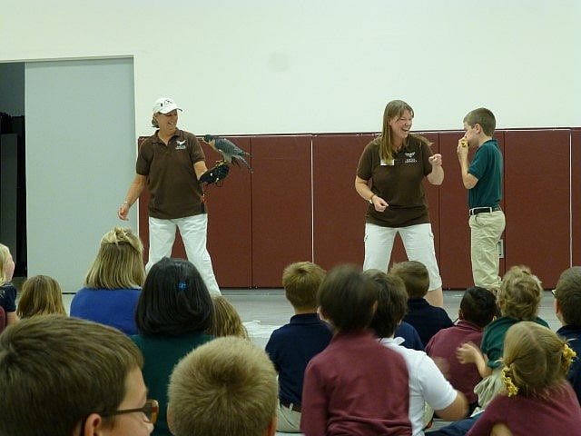 Peregrine falcon and student during eating contest.
