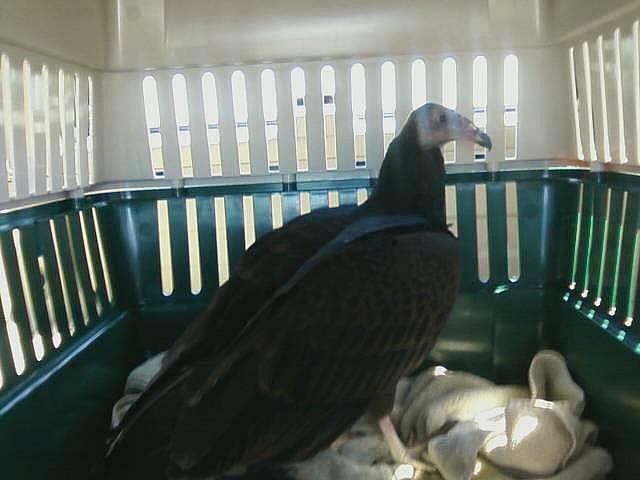 Our turkey vulture in transit to the Buffalo Bill Center of the West.