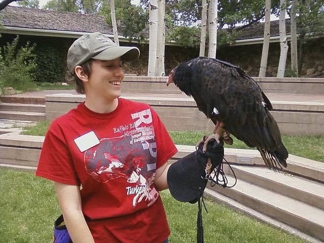 Suli, the turkey vulture, sits on a trainer's glove at the Draper Museum Raptor Experience