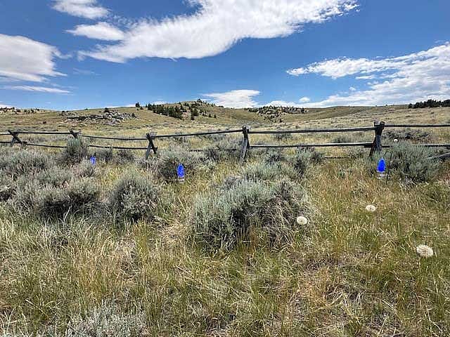 Pollinator site at Cody Archery Range, June 2024. Becky Moore photo.