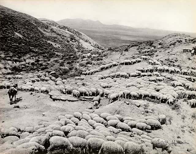 Hot sheep in the Powder River badlands near Broadus, Montana, 1884. L.A. Huffman Collection. MS 100 L.A. Huffman Collection, McCracken Research Library. P.100.3055