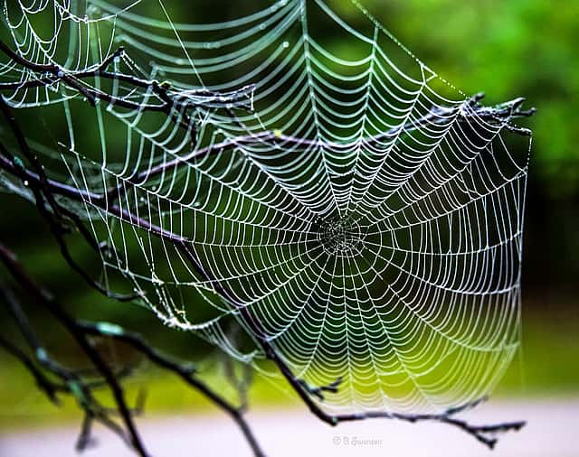 IntDemonstrates that spider webs are part of the topic..