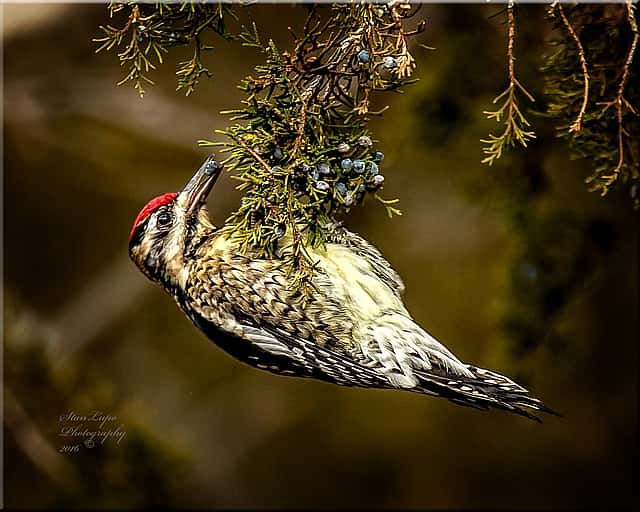 Yellow-bellied Sapsucker feeding on berries, one of its alternate foods.