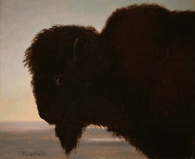 Albert Bierstadt (1830–1902). A Bull Buffalo, 1879. Oil on paper, 13.25 x 15.25 inches. Gift of Carman H. Messmore. 1.62