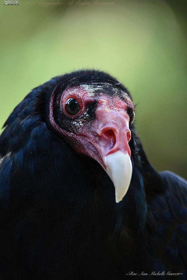 Draper Museum Raptor Experience: Suli the turkey vulture. Rae Ann Garrett photo.