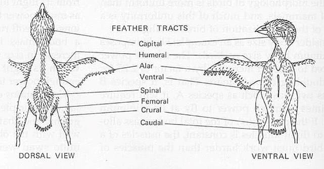 Diagram showing the feather tracts of a bird. Courtesy of http://people.eku.edu/ritchisong/feathers.html