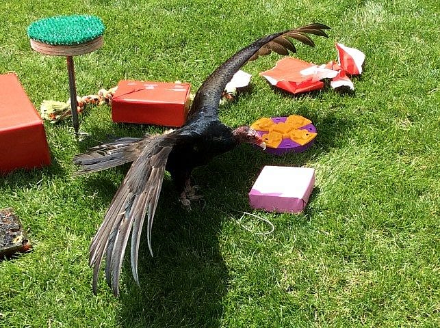 Turkey vulture amidst her presents.