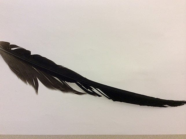 Feather showing signs of damage from mites.