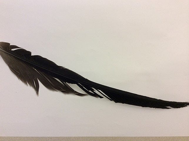 Feather showing signs of damage from mites.