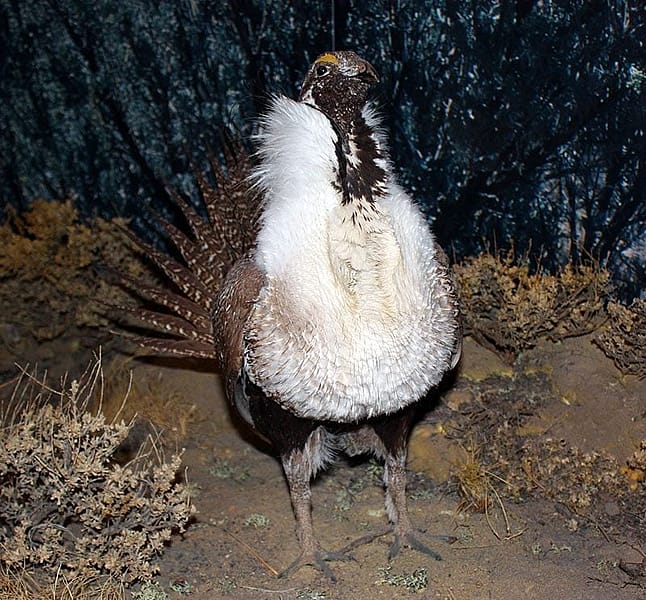 A Treasure from Our West: Greater sage-grouse. DRA.304.7