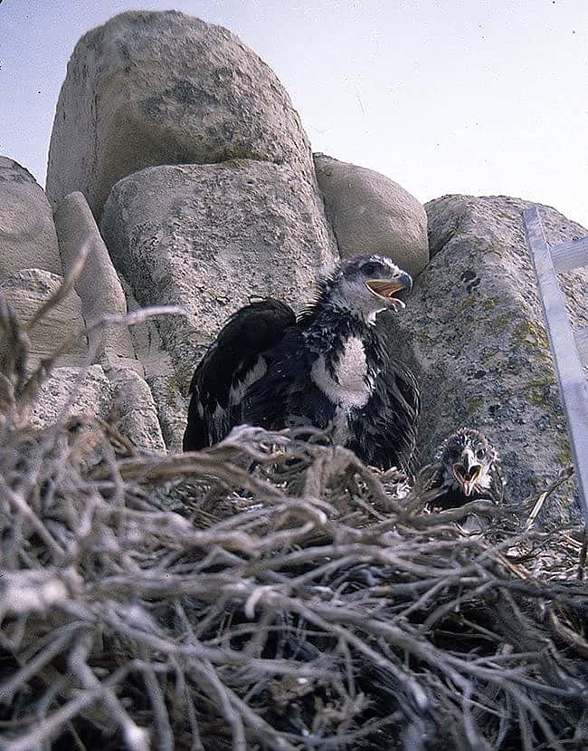 A Treasure from Our West: Gabby Barrus photo, golden eagle chicks. SL.301.16.10