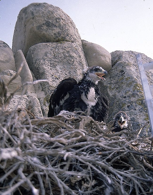 A Treasure from Our West: Gabby Barrus photo, golden eagle chicks. SL.301.16.10
