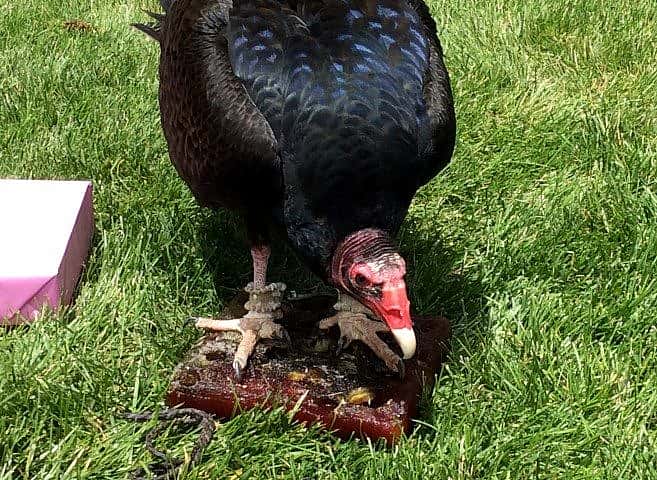 Turkey vulture with her "birthday cake."