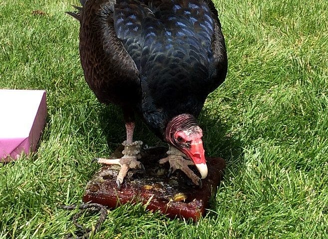Turkey vulture with her "birthday cake."