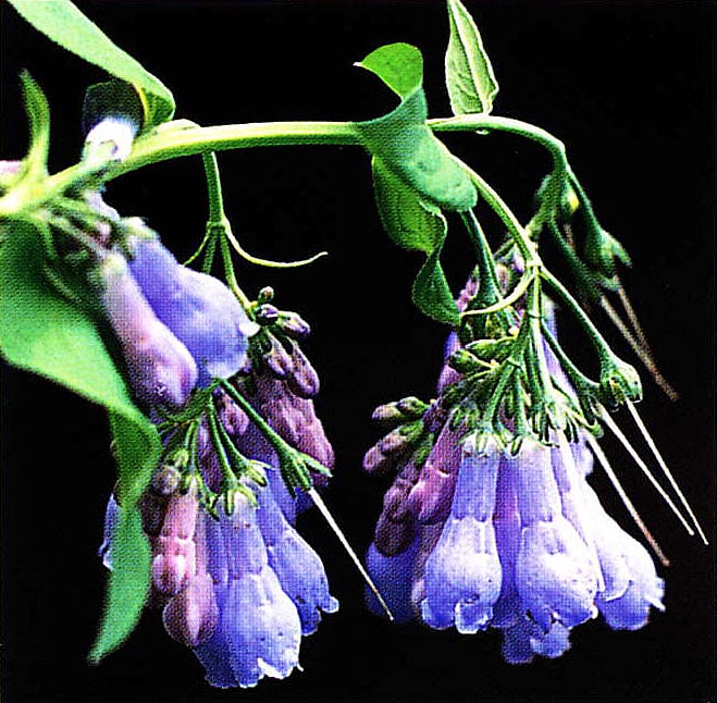 Mountain bluebells add to the beauty of the Greater Yellowstone high country. Photo by W.J. Hartung.