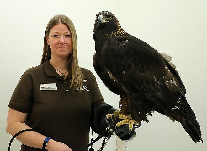 Assistant Curator, Draper Museum Raptor Experience, Melissa Hill with Kateri, the Center's resident golden eagle.