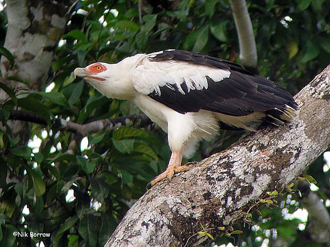Palm-nut Vulture perched on a tree while looking upward.