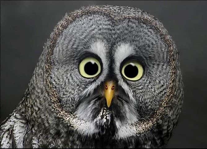 Great Gray Owl head shot to demonstrate their facial ID looks.