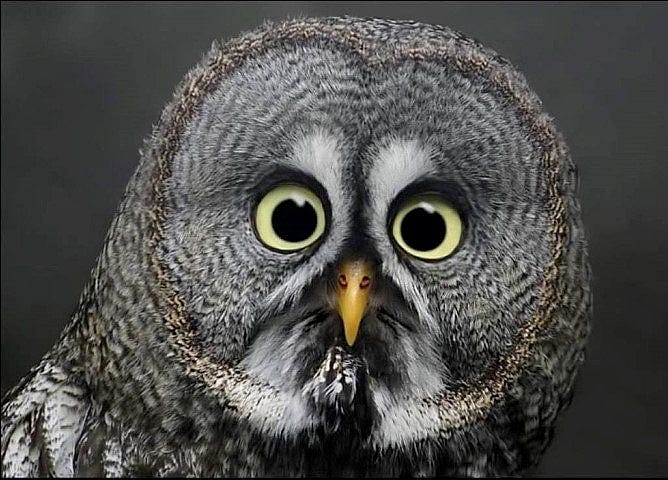 Great Gray Owl head shot to demonstrate their facial ID looks.