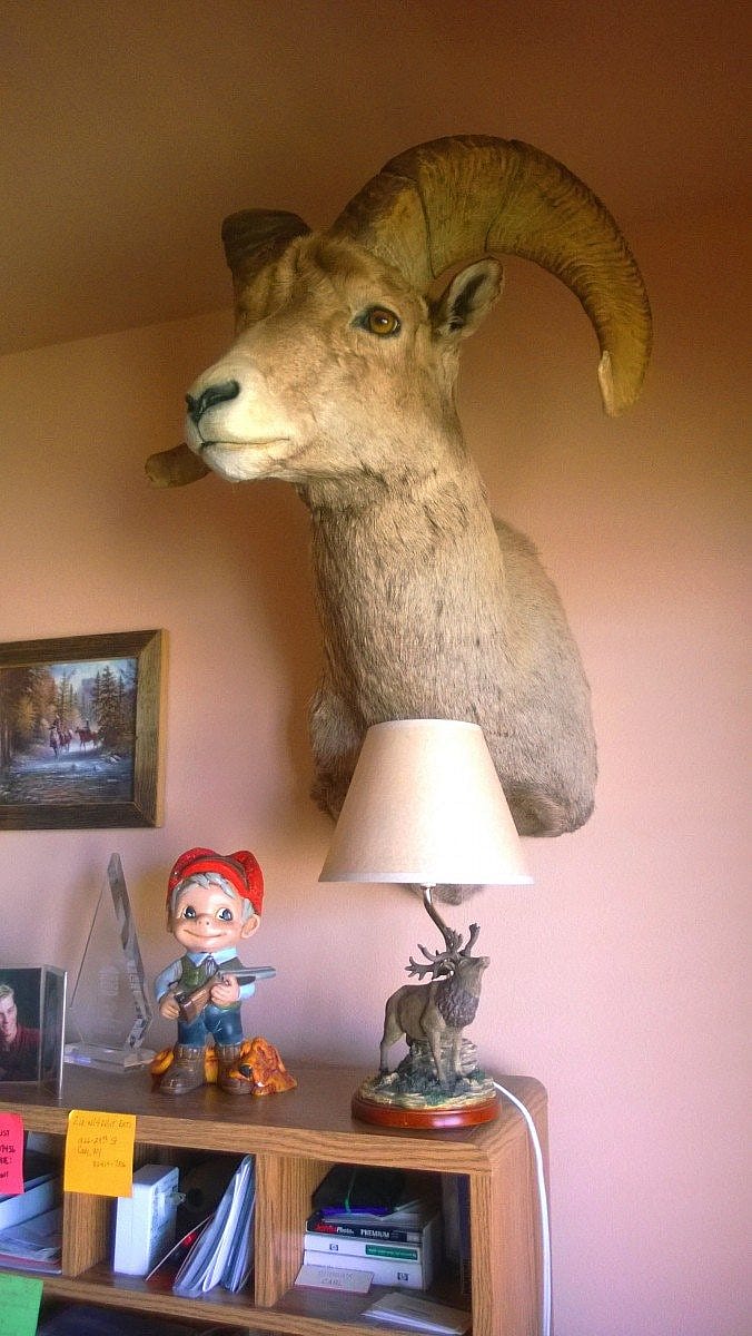 Bighorn sheep at home