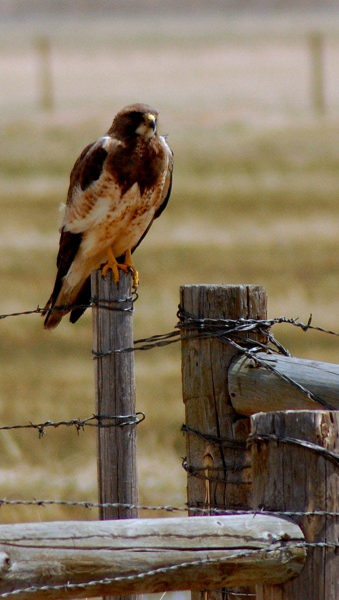 Swainson's Hawk outside Laramie, Wyoming.