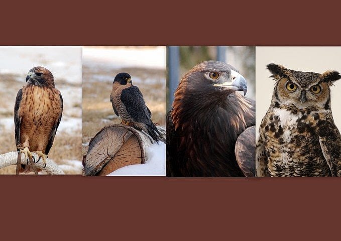 Red-tailed hawk, peregrine falcon, golden eagle, great horned owl