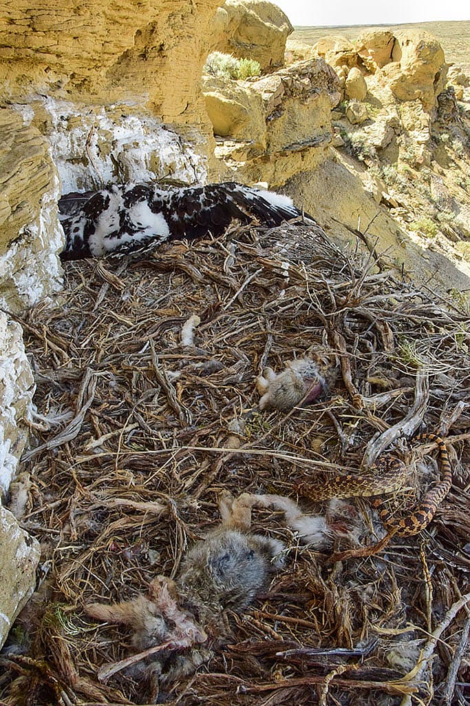 Partially-eaten prey, including cottontails and a bullsnake occupy the foreground of the Rattlesnake Gulch nest while two resting golden eagle nestlings occupy the background. Moosejaw Bravo Photography.