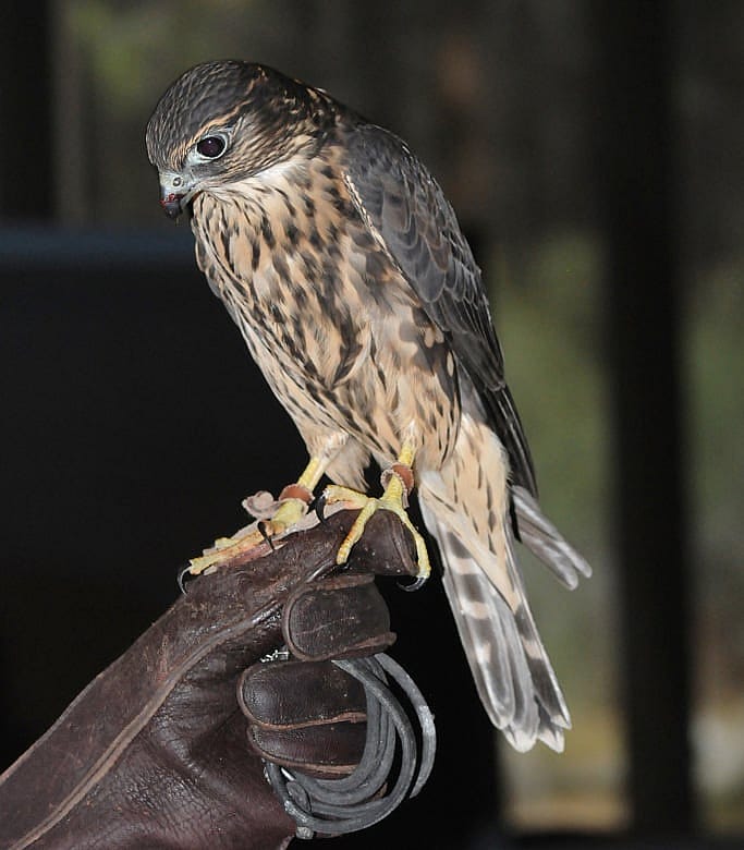 Merlin on a Glove 